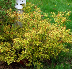     Spiraea japonica Firelight 